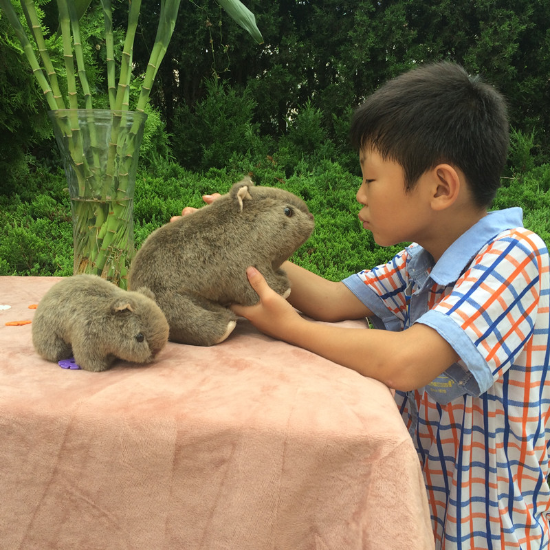 Lovely Cavia Porcellus Netherl - Home Decor Netherlands 评论和价格