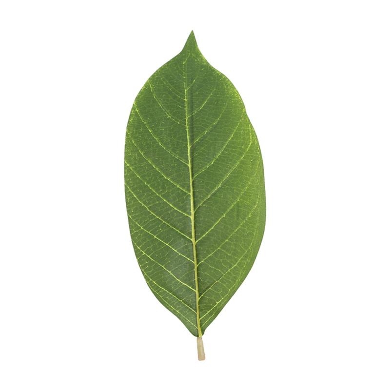Artificial Green Magnolia Leav - Artificial Hanging Plants 评论和价格