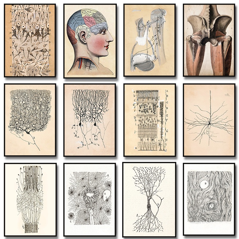 Santiago Ramon Y Cajal Neuron  - Watercolor Poster Print 评论和价格